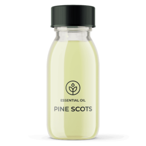 Essential oil Pine Scots Organic (France) wholesaler